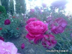 Imrankhan439 Flowers16